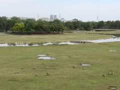 -北京麋鹿生态实验中心