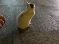 -瑞鹏宠物医院·骨科·猫科·内科(第一中心)