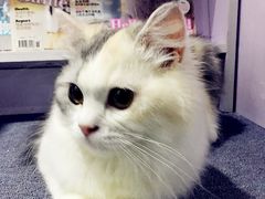 -喵的天空名猫咖啡馆·撸猫·猫舍·用品