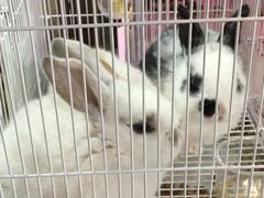 -曲阳花鸟市场(曲阳路店)