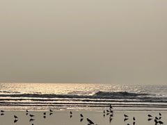 -日照海滨国家森林公园