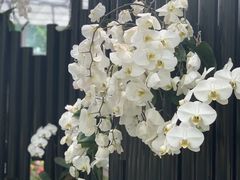 -上海鲜花港