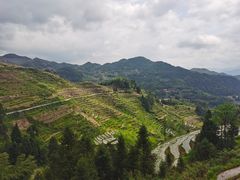 -紫鹊界梯田景区