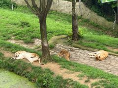 -西霞口神雕山野生动物世界