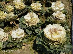 -中国天府农业博览园