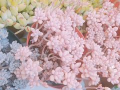 -曲阳花鸟市场(曲阳路店)