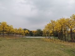 -天适樱花悠乐园