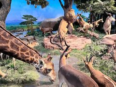 -国家自然博物馆