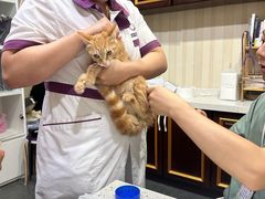 -宠爱国际动物医院·疑难骨科·心肾内科·皮肤科(太阳宫店)
