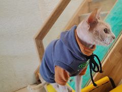 -猫在这儿猫咪咖啡馆·撸猫馆