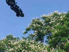 -八大关景区