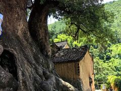 -杨家堂村