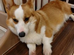 -柯斗斗主题餐厅·狗咖·围炉煮茶·茶饮(国瑞升平里店)