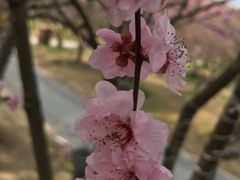 -香雪海