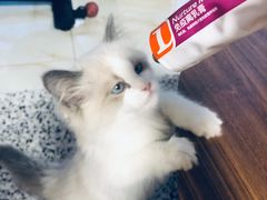 -猫十亿·布偶金渐层·曼基康矮脚猫舍(青年路店)