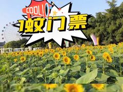 -百万葵园
