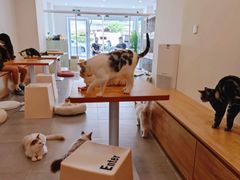 -有喵·猫咖·狗咖·30几只猫10只小狗(岗厦店)