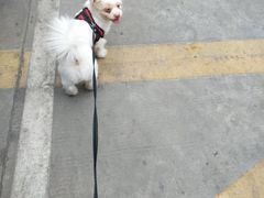 -创凡宠物医院·骨专科  猫科中心(西乡分院)