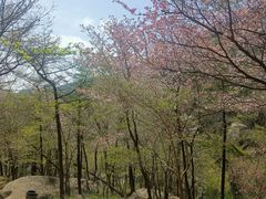 -崂山巨峰游览区