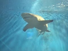 景点-北戴河圣蓝海洋公园