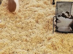 -怪兽屋·羊驼·猫咖·狗咖(俊华广场店)