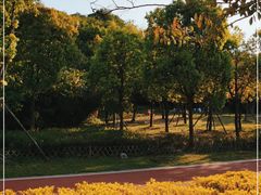 -飞凤山奥体公园