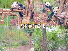 -成都大熊猫繁育研究基地