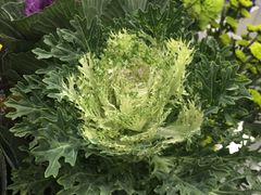 -Butchart布查德鲜花(花艺设计中心)