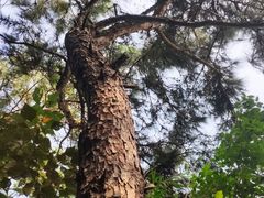 -羚羊峡古栈道森林公园