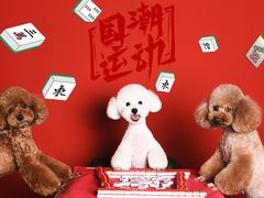 -读宠于你·约克夏比熊·睫角守宫·爬宠售卖(高新店)