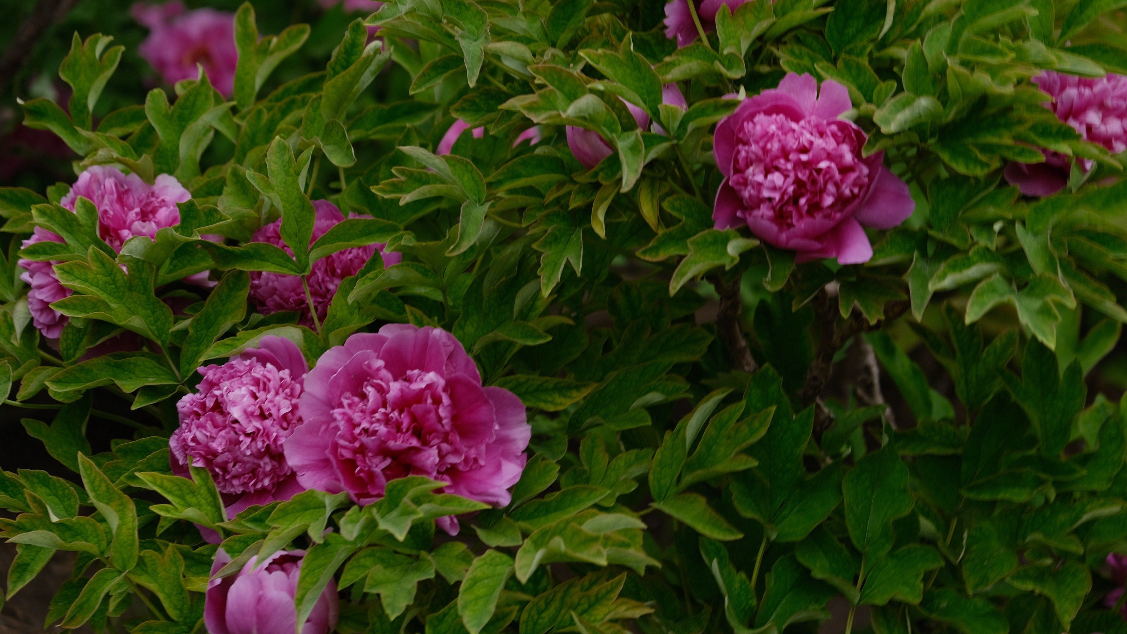 感觉,早起,阴天通通不重要了～
	
721572157215喜