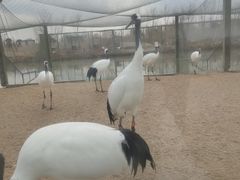 -盐城丹顶鹤湿地生态旅游区