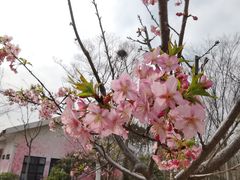 -顾村公园