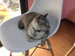 -李小姐の猫咖啡馆(五角场店)