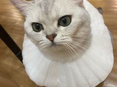 -滚猫咖啡·猫咖·猫友好撸猫(未来城店)