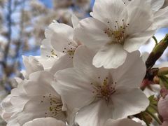 -高东镇樱花园