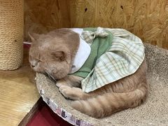 -和它·交个朋友·狗咖猫咖(爱琴海店)