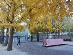 -三里屯东五街银杏大道