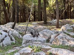 -原山国家森林公园