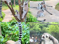 -云南野生动物园