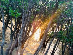 -宝安西湾红树林湿地公园