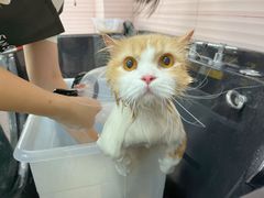 -Bastet sally猫舍购宠(静安店)
