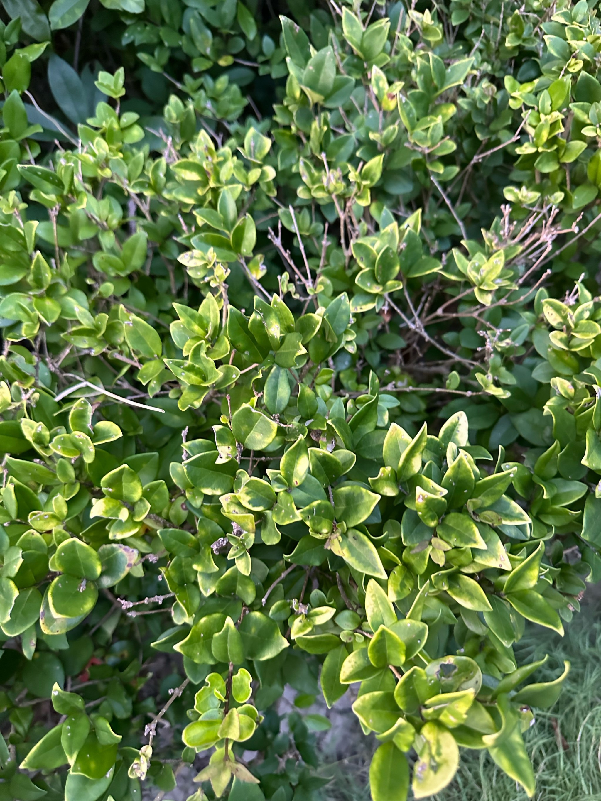 每天认识一种植物