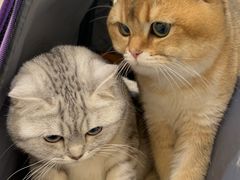 -萌兽医馆·犬猫专科·眼科中心·宠物医院(朝阳门分院)