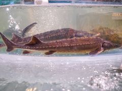 -海蓝海鲜馆(五四北店)