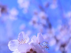 -桃花堤公园