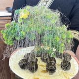 去不了西双版纳？青岛也能过傣历新年！