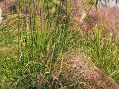 -羊亭河湿地公园