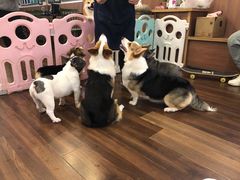 -柯斗斗主题餐厅·狗咖·围炉煮茶·茶饮(国瑞升平里店)