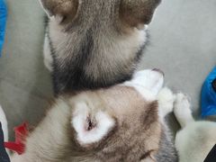 -Husky Go! 哈士奇体验馆·宠物咖啡厅狗咖